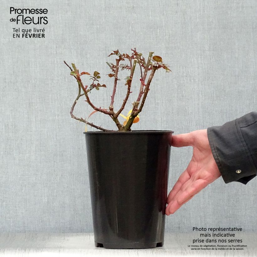 Rosier à fleurs groupées Leonardo da Vinci Pot de 2L/3L sample as delivered in winter
