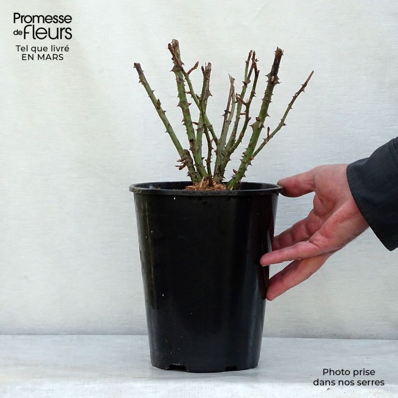 Rosa x floribunda Lili Marleen 4L/5L pot sample as delivered in winter