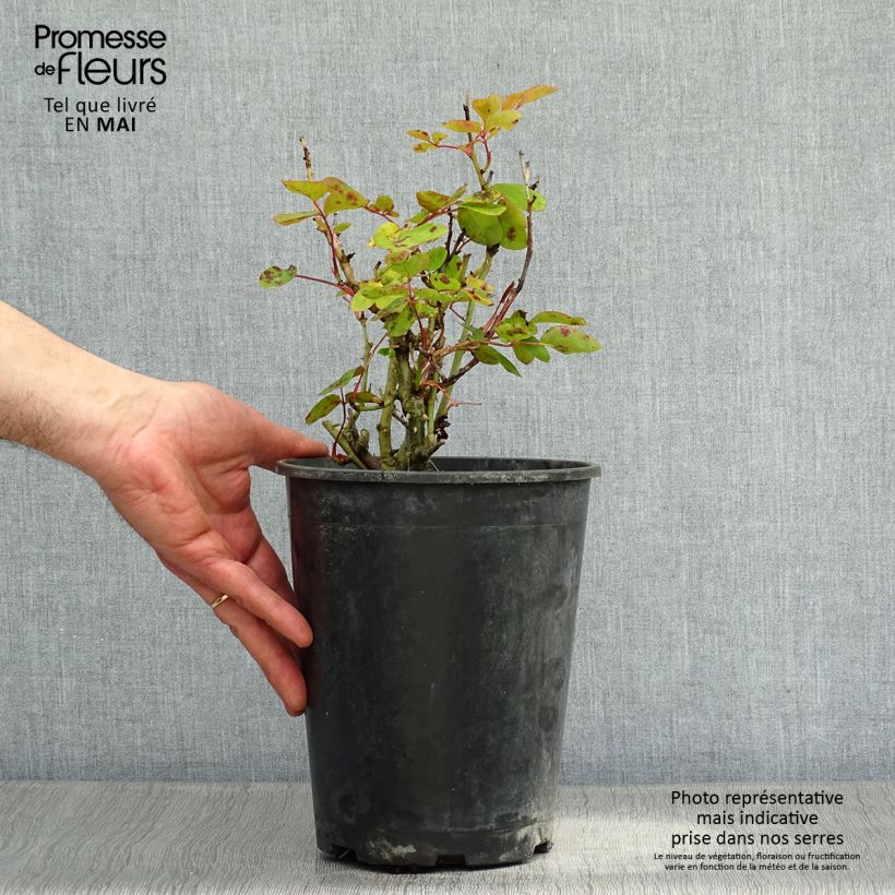 Rosa x floribunda Lili Marleen 4L/5L pot sample as delivered in spring