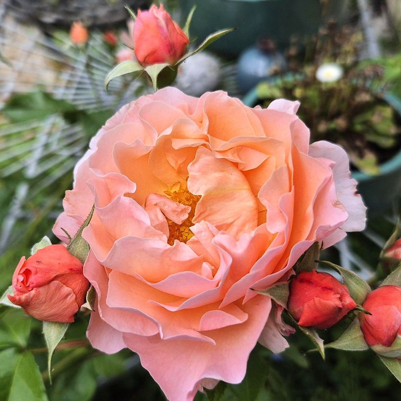 Rosa x floribunda Marie Curie - Floribunda Rose (Flowering)