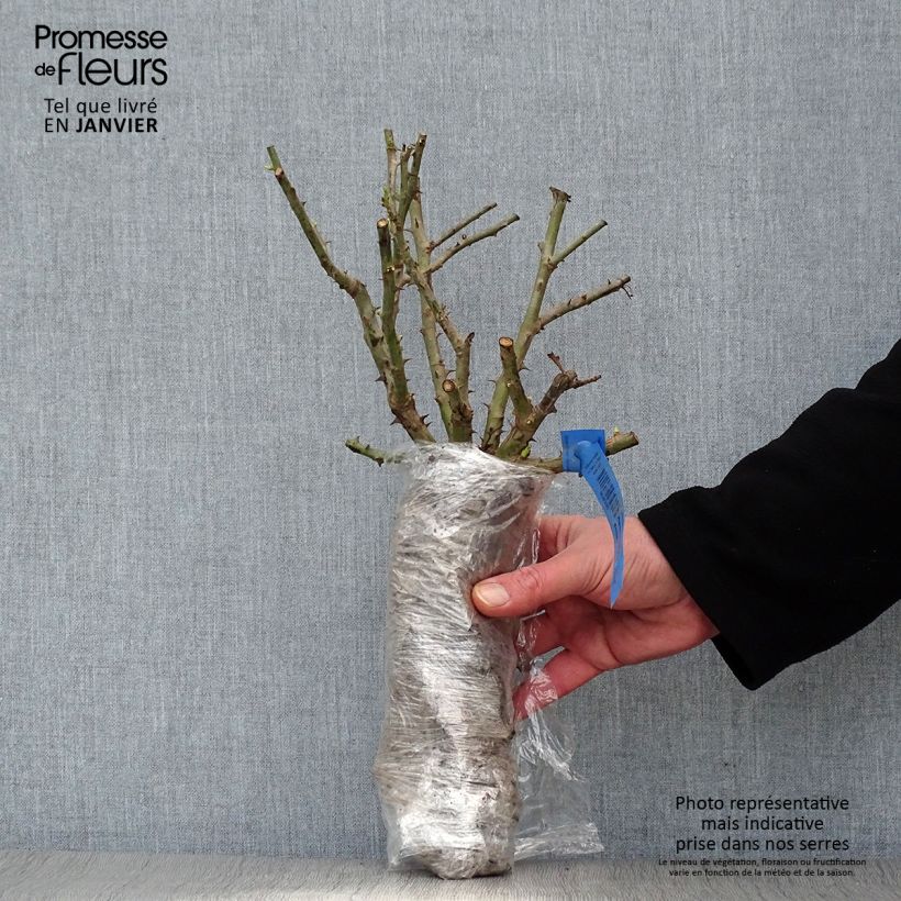 Rosa x floribunda Martin des Senteurs 'Adabaluc' Wrapped bare root sample as delivered in winter