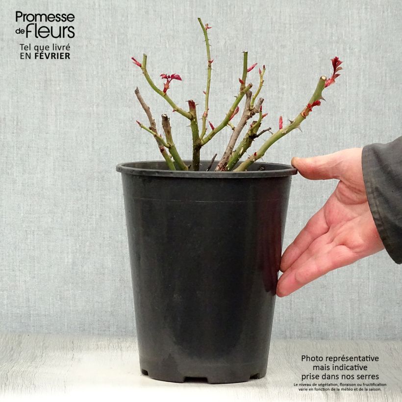 Rosa Oranges and Lemons - Floribunda Rose 2L/3L pot sample as delivered in winter