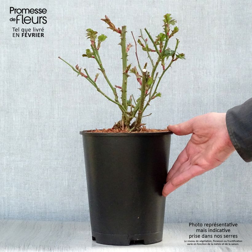 Rosa x persica - 'Peace and Love' - Floribunda Rose 4L/5L pot sample as delivered in winter