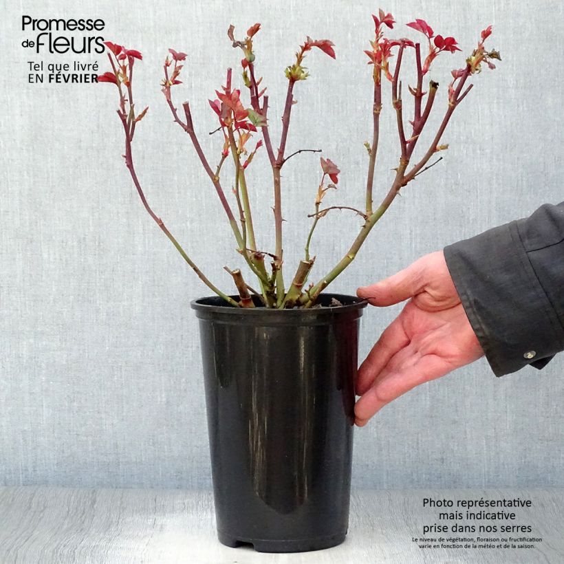 Rosa x floribunda Pernille Poulsen 2L/3L pot sample as delivered in winter