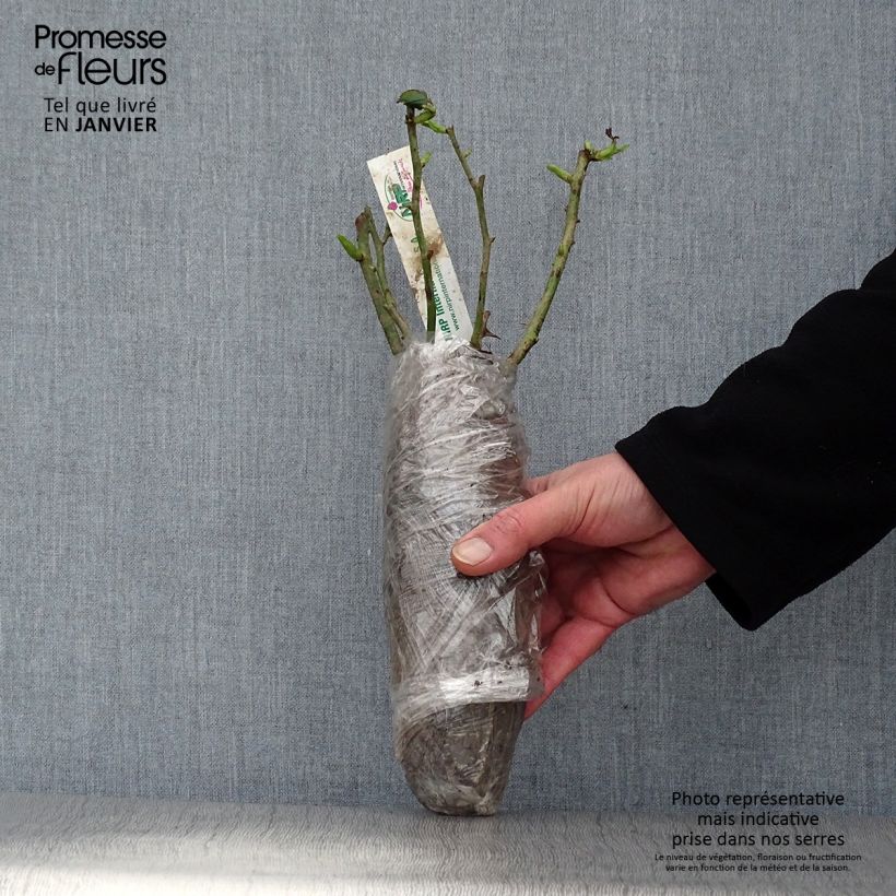 Rosa x floribunda Salto Wrapped bare root sample as delivered in winter