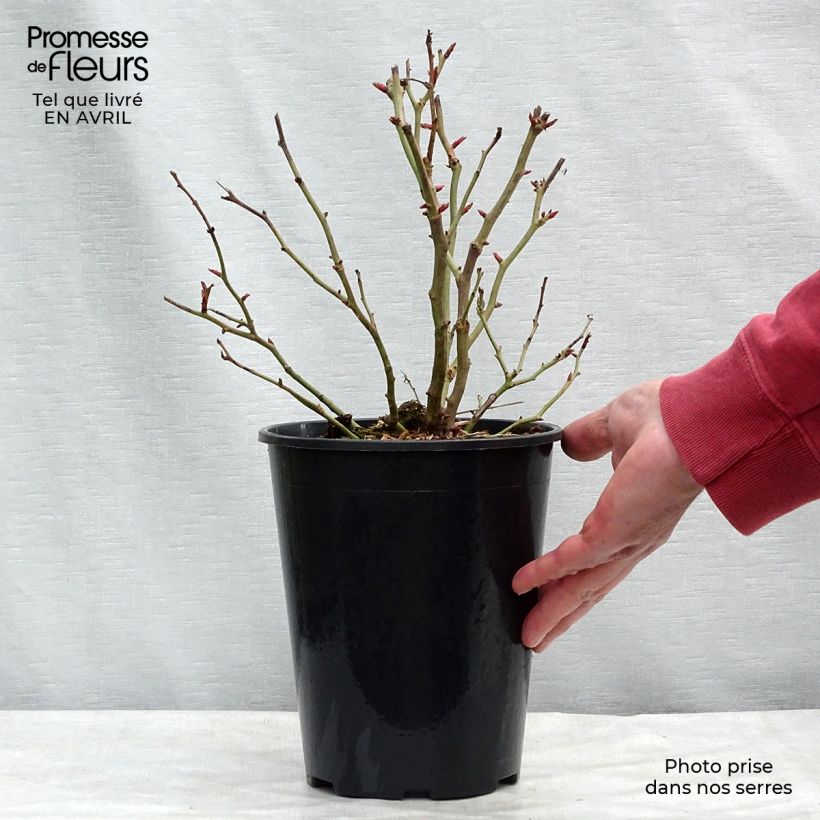 Rosa Schöne Koblenzerin - Floribunda Rose 2L/3L pot sample as delivered in spring