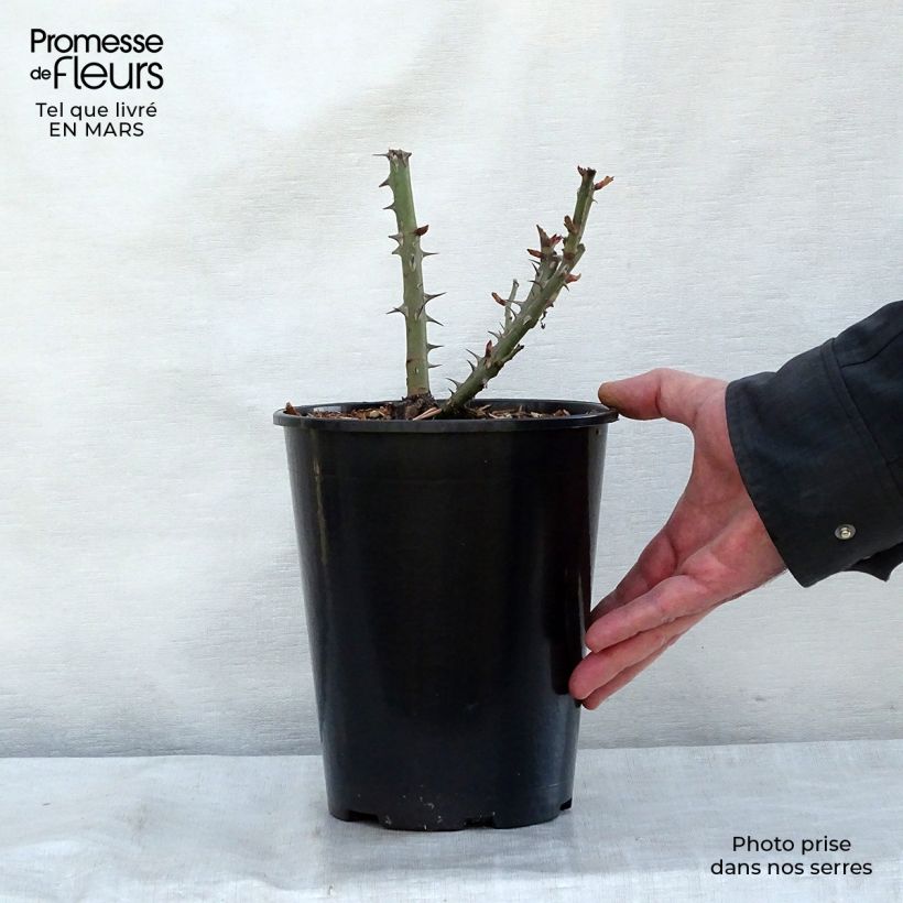 Rosa x floribunda Summer of Love - Floribunda Rose 2L/3L pot sample as delivered in spring