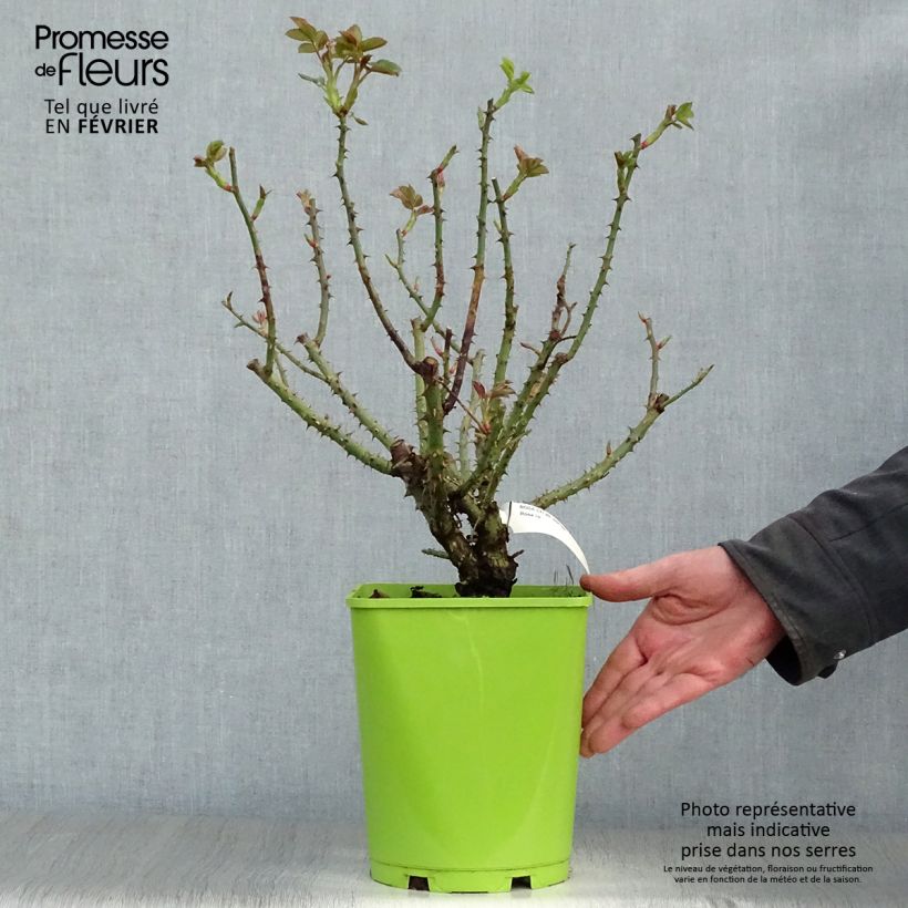 Rosa Sylvie Vartan - Floribunda Rose 4L/5L pot sample as delivered in winter