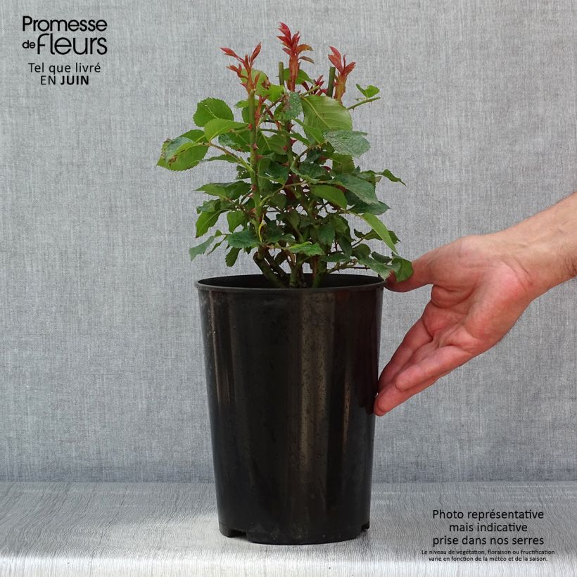 Rosa x polyantha Tobago - Polyantha Rose 4L/5L pot sample as delivered in spring