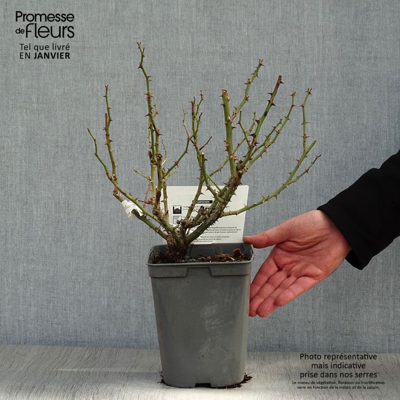 Rosa Utopia - Polyantha Rose 3L/4L pot sample as delivered in winter