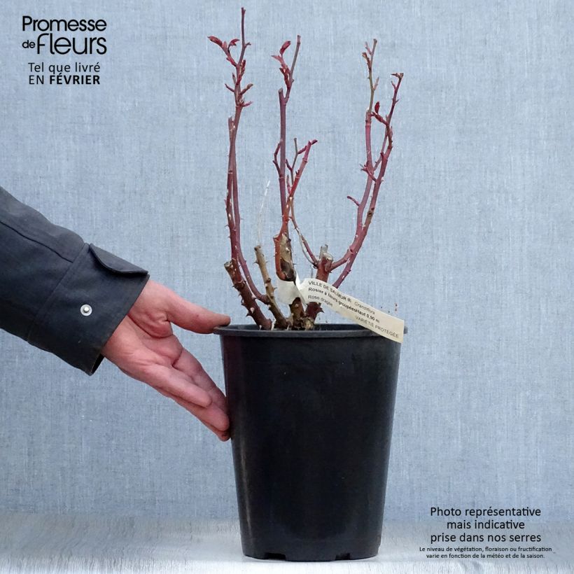 Rosa x floribunda Ville de Saumur - Floribunda Rose 4L/5L pot sample as delivered in winter