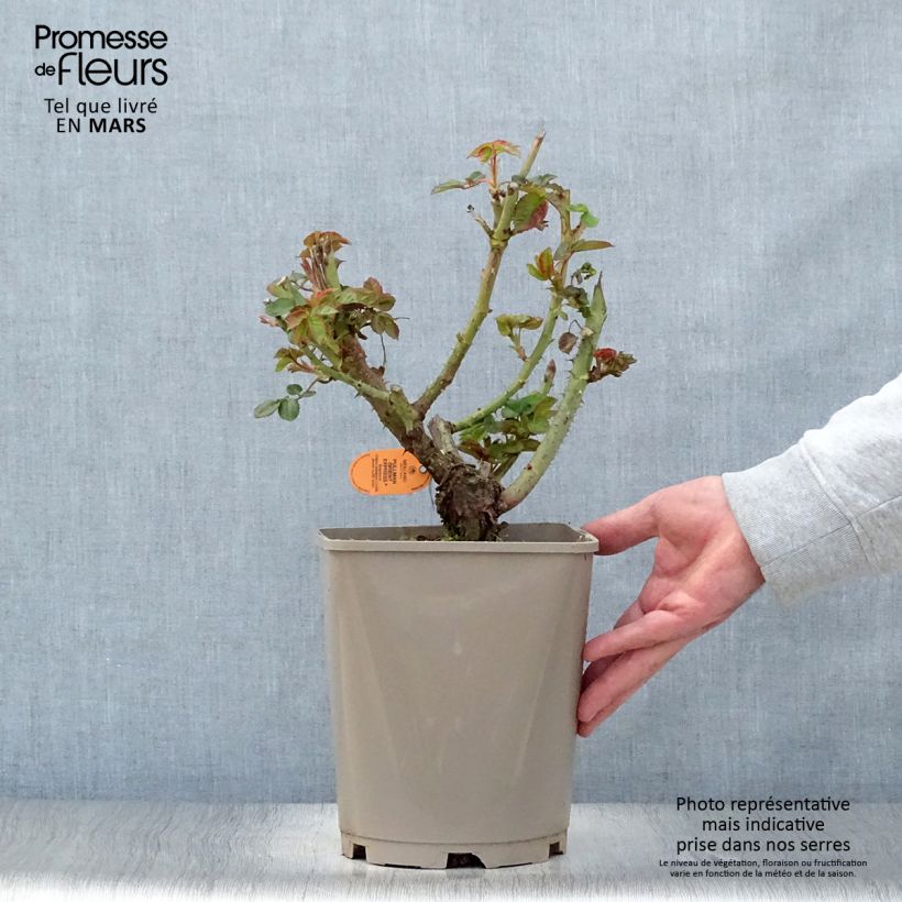 Rosa Pullman Orient Express 4L/5L pot sample as delivered in spring