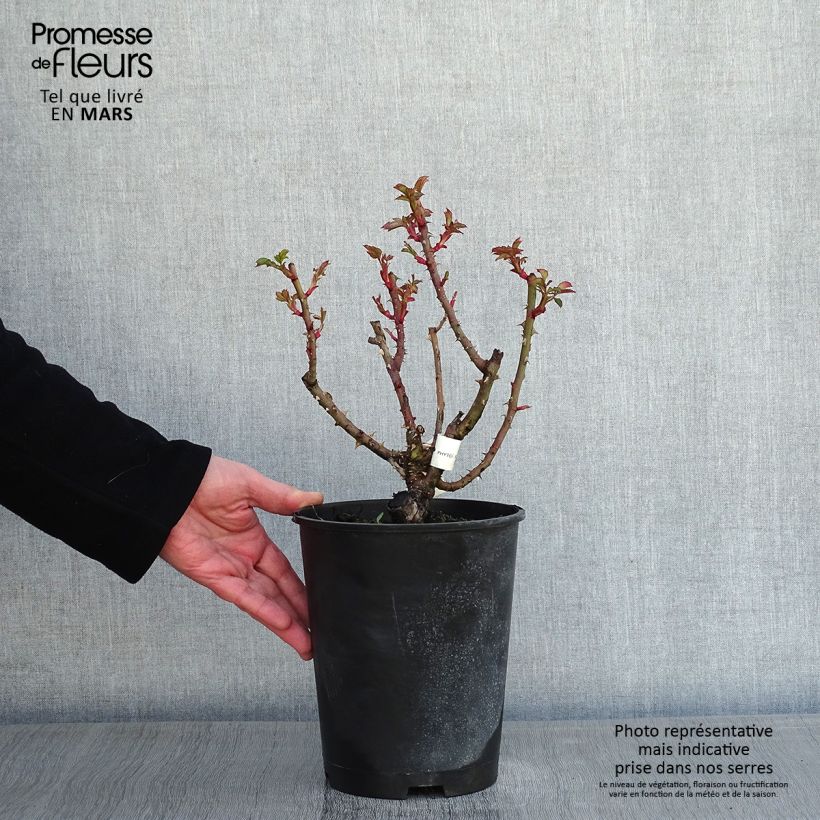 Rosa Agnès B 4L/5L pot sample as delivered in winter