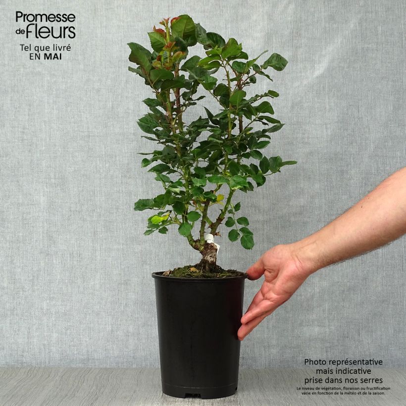 Rosa Agnès B 4L/5L pot sample as delivered in spring