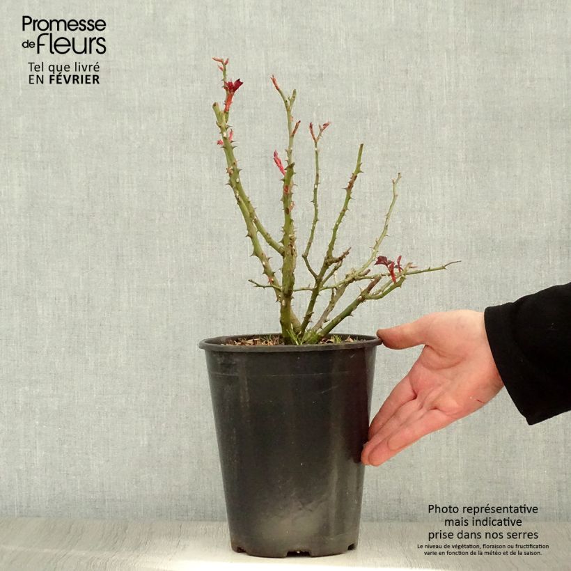 Rosa x persica Alissar Princess of Phoenicia - Hybrid Persian Rose 4L/5L pot sample as delivered in winter