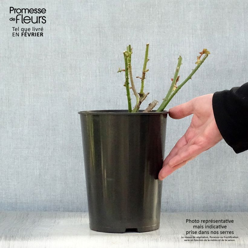 Rosa Astrid Grafin von Hardenberg 4L/5L pot sample as delivered in winter