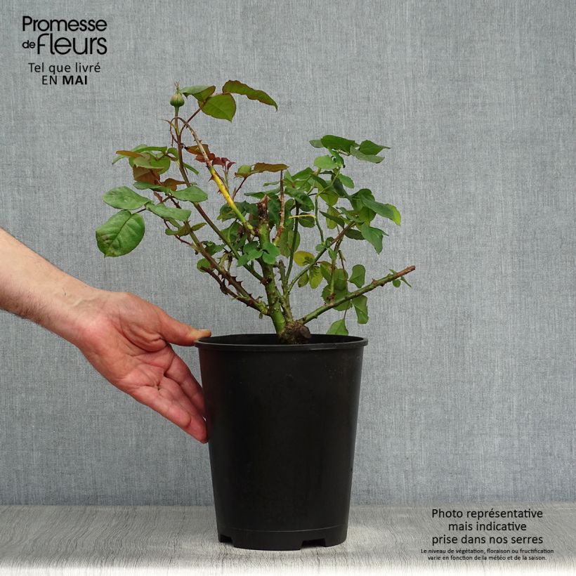 Rosa Astrid Grafin von Hardenberg 4L/5L pot sample as delivered in spring