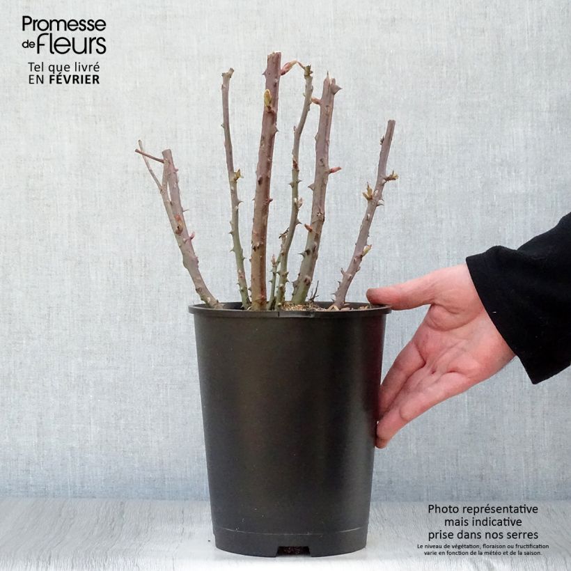 Rosa Baie des Anges - Modern Hybrid Tea Rose 4L/5L pot sample as delivered in winter