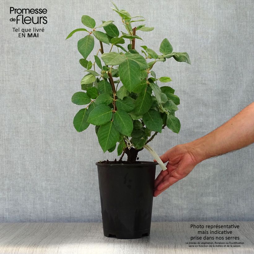 Rosa Baie des Anges - Modern Hybrid Tea Rose 4L/5L pot sample as delivered in spring