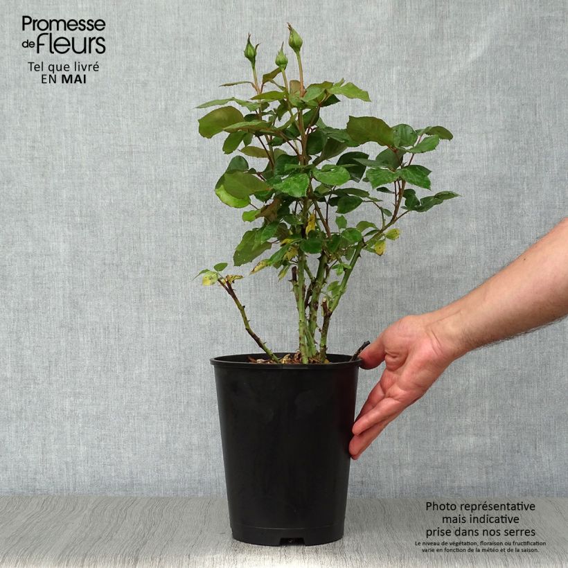 Rosa 'Barbados' - Hybrid Tea Rose 4L/5L pot sample as delivered in spring