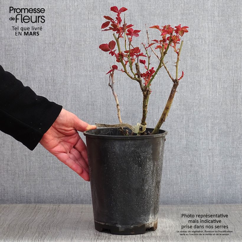 Rosa Belle du Seigneur - Hybrid Tea Rose 4L/5L pot sample as delivered in winter