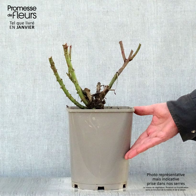 Rosa 'Belles Rives' - Shrub Rose 4L/5L pot sample as delivered in winter