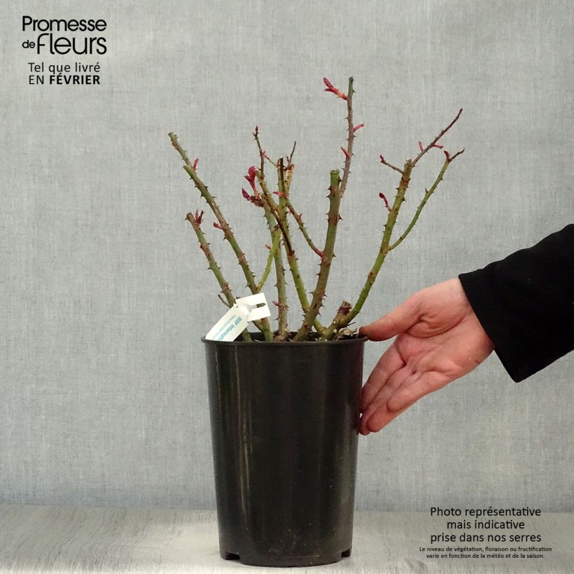 Rosa Blue Girl - Hybrid Tea Rose 4L/5L pot sample as delivered in winter