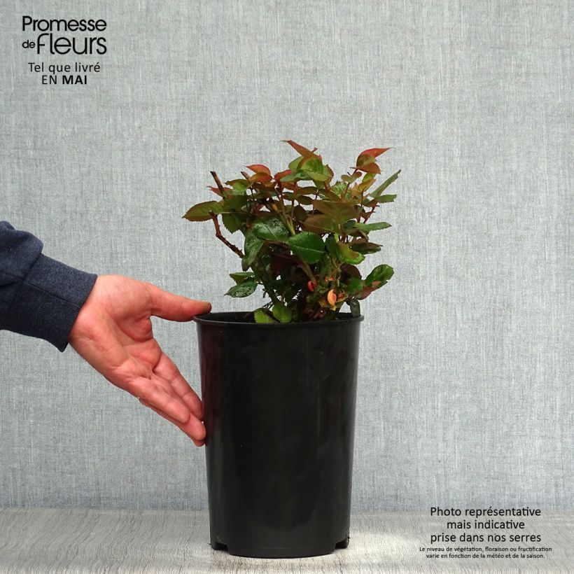 Rosa Blue Girl - Hybrid Tea Rose 4L/5L pot sample as delivered in spring