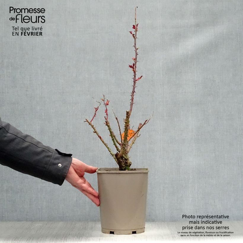 Rosa 'Bolshoi' - Hybrid Tea Rose 4L/5L pot sample as delivered in winter