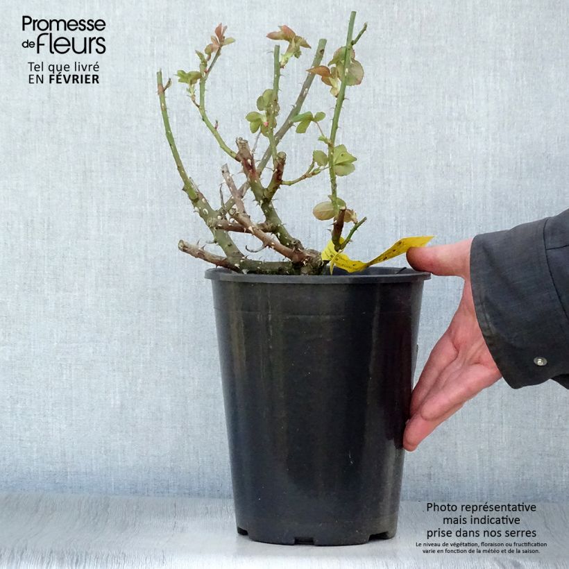 Rosa 'Boreale' - Hybrid Tea Rose 4L/5L pot sample as delivered in winter