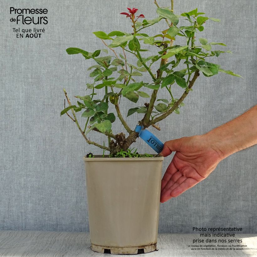 Rosa Bossuet Aigle de Meaux 4L/5L pot sample as delivered in summer