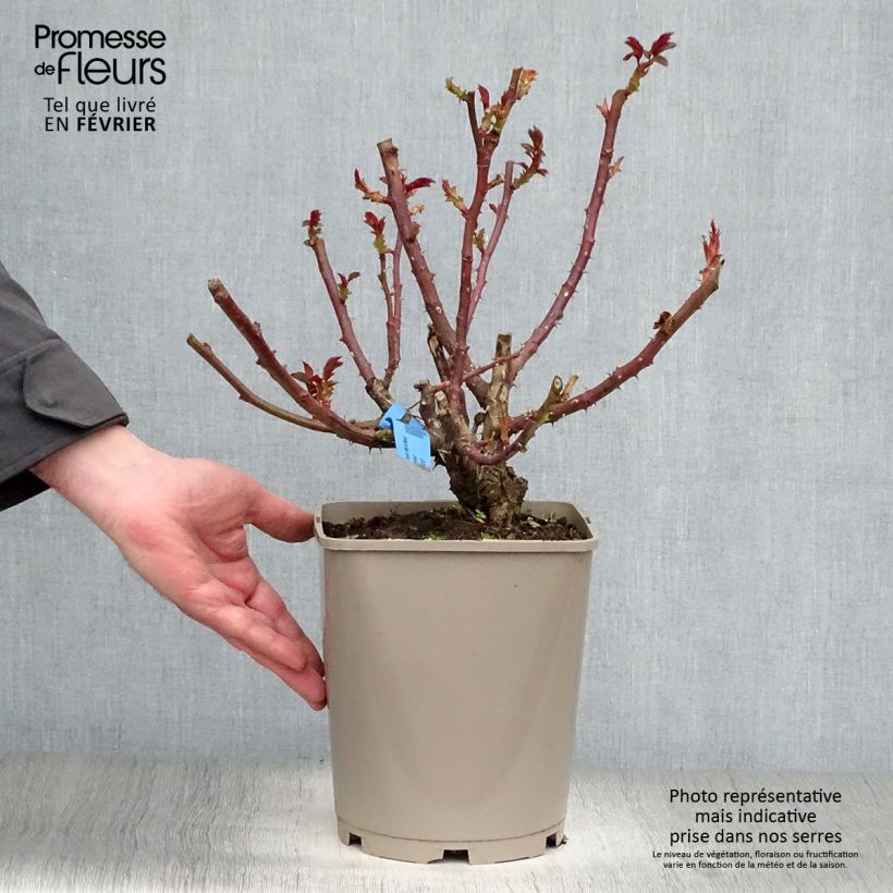 Rosa Bossuet Aigle de Meaux 4L/5L pot sample as delivered in winter