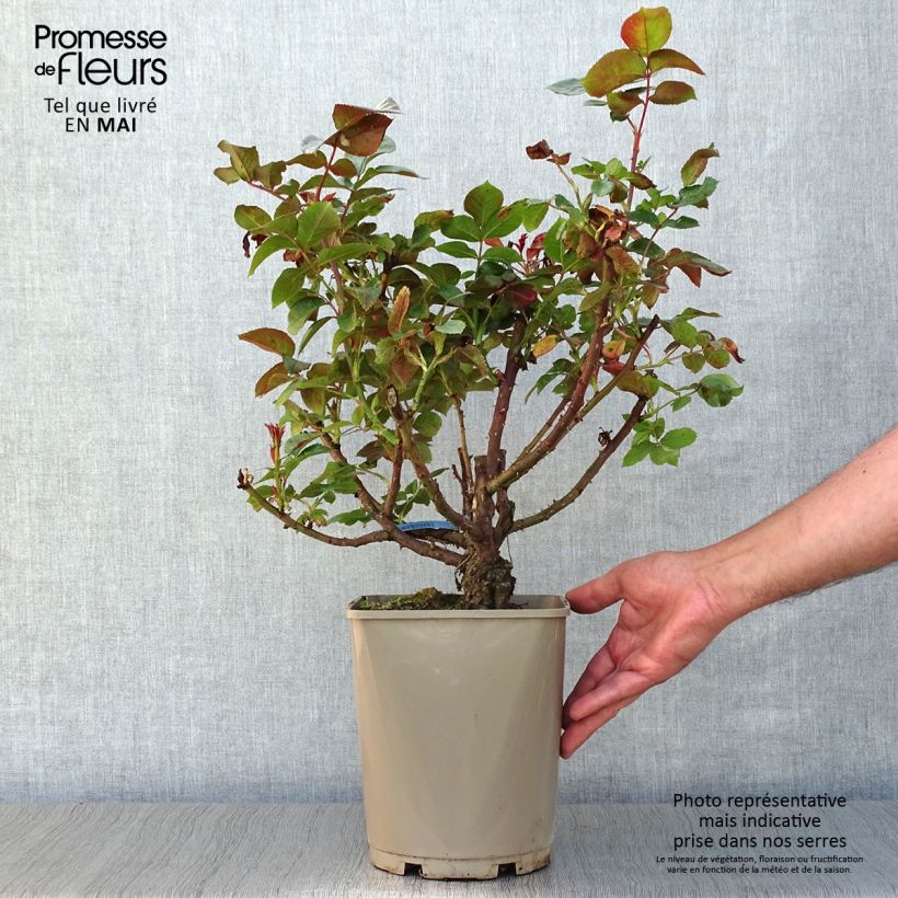 Rosa Bossuet Aigle de Meaux 4L/5L pot sample as delivered in spring