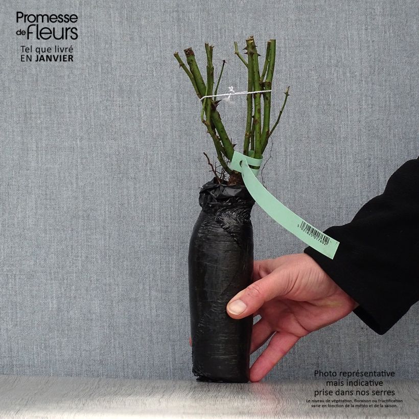 Rosa 'Botero' - Shrub Rose Wrapped bare root sample as delivered in winter