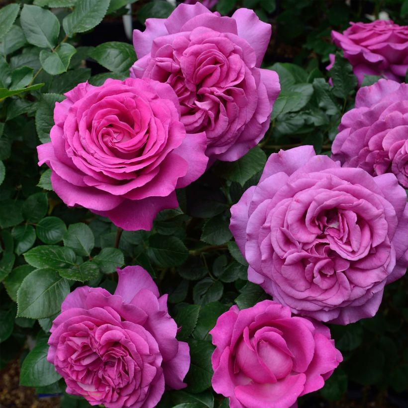 Rosa 'Chartreuse de Parme' - Hybrid Tea Rose (Flowering)