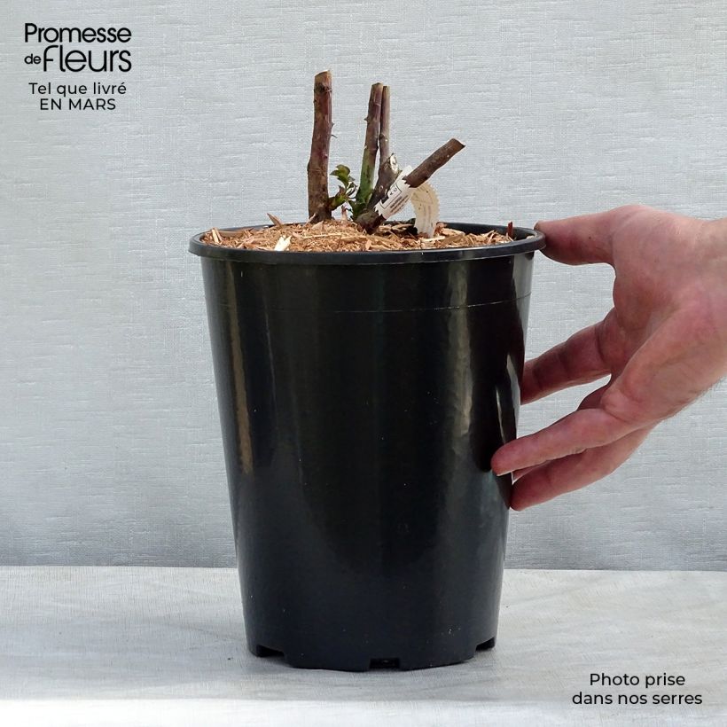 Rosa Château de Cheverny - Hybrid Tea Rose 3L/4L pot sample as delivered in spring