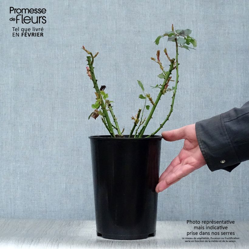 Rosa Renaissance Clair 4L/5L pot sample as delivered in winter