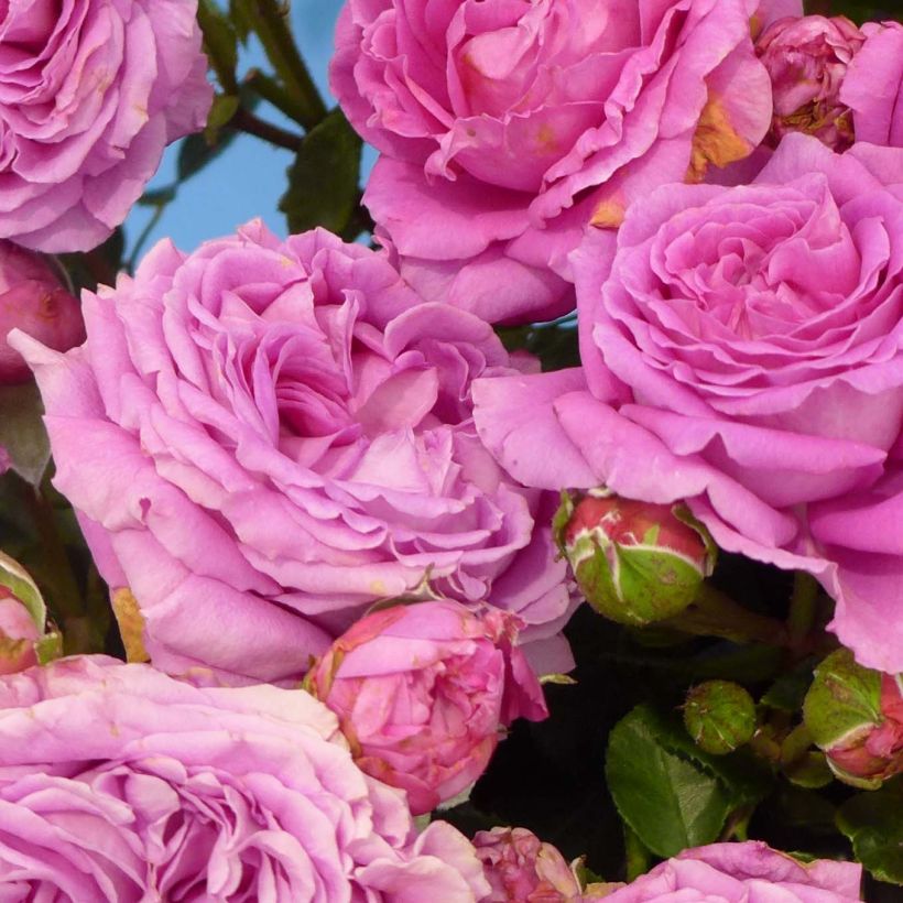 Rosa 'Claire Marshall' - Hybrid Tea Rose (Flowering)
