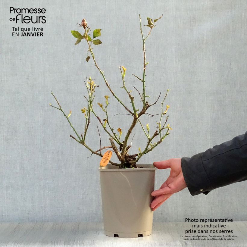 Rosa 'Claude Brasseur' - Hybrid Tea Rose 4L/5L pot sample as delivered in winter