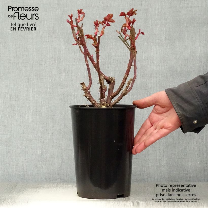 Rosa Eleganza Courage - Hybrid Tea Rose 4L/5L pot sample as delivered in winter