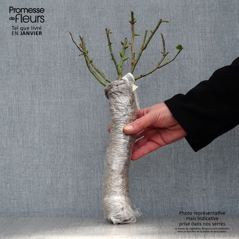Rosa Crémet d'Anjou Wrapped bare root sample as delivered in winter