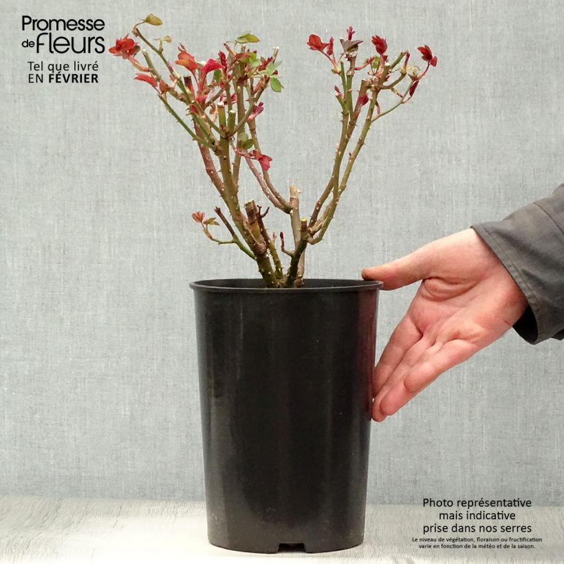 Rosa 'Elaine Paige' - Hybrid Tea Rose 4L/5L pot sample as delivered in winter