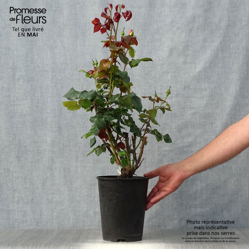 Rosa Eriko Takeda - Shrub Rose 4L/5L pot sample as delivered in spring