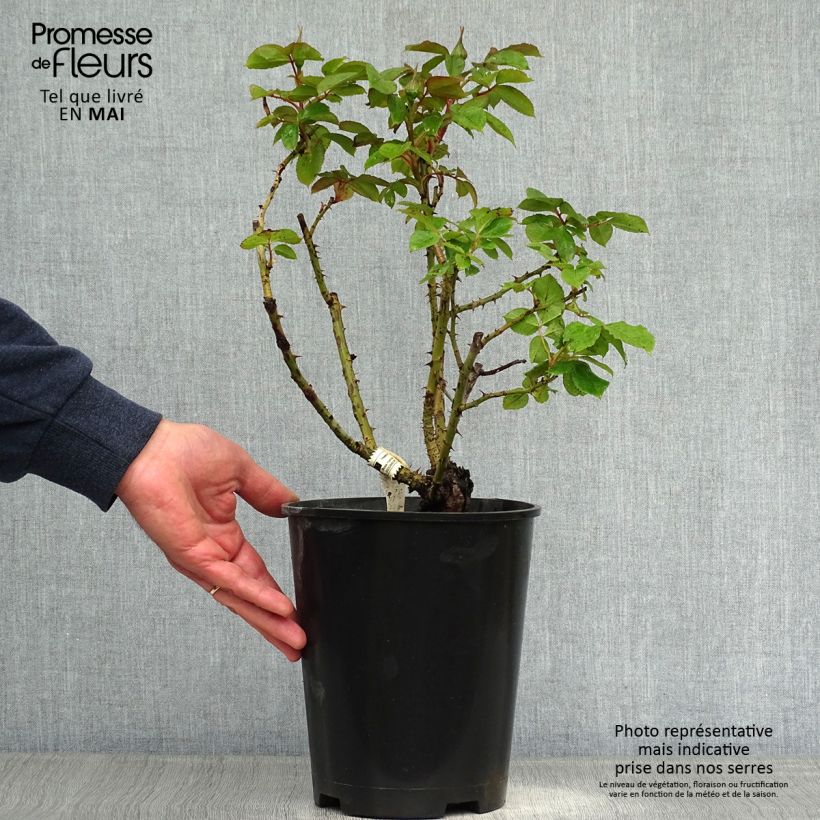 Rosa Henri Matisse - Hybrid Tea Rose 3L/4L pot sample as delivered in spring