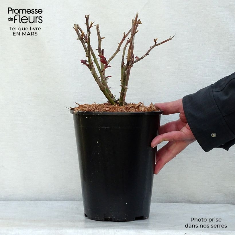 Rosa 'Ingrid Bergman' - Shrub Rose  4L/5L pot sample as delivered in spring