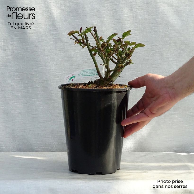 Rosa 'Jules Verne' - Hybrid Tea Rose 4L/5L pot sample as delivered in winter