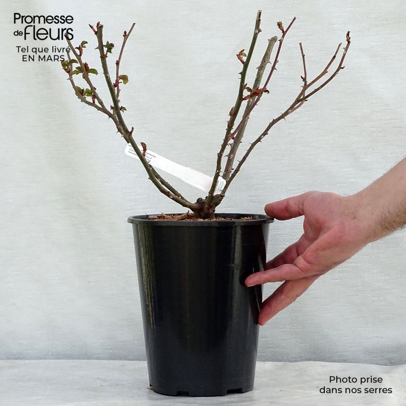 Rosa La Rose de Molinard - Hybrid Tea Rose 4L/5L pot sample as delivered in winter