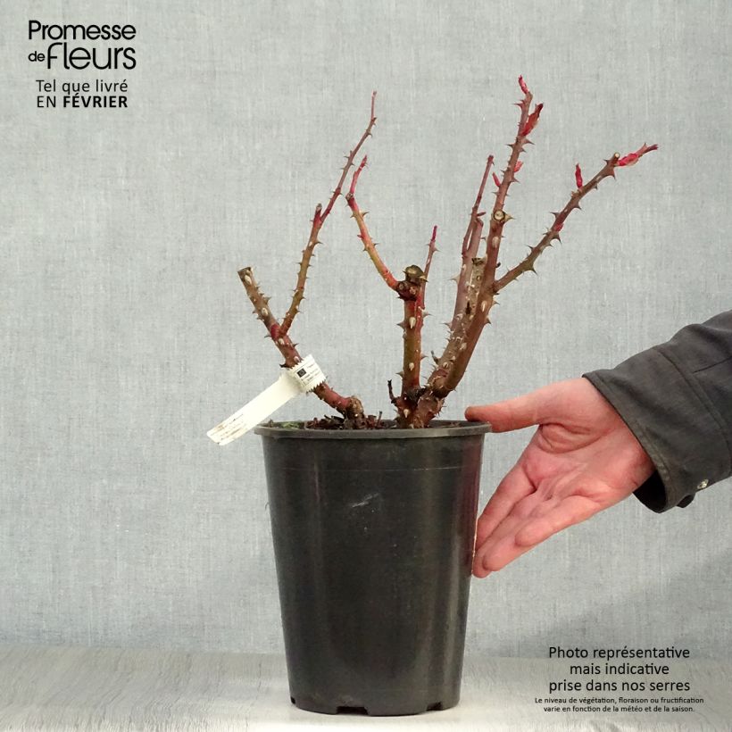 Rosa  'La rose Monsieur' - Hybrid Tea Rose 4L/5L pot sample as delivered in winter