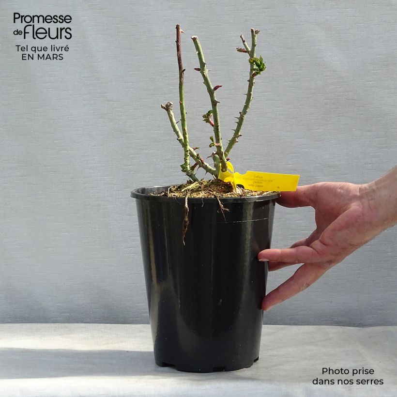 Rosa 'Fox-Trot' - Hybrid Tea Rose  4L/5L pot sample as delivered in winter