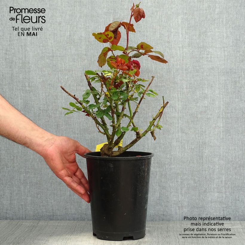 Rosa 'Mistinguett' - Floribunda Rose 4L/5L pot sample as delivered in spring